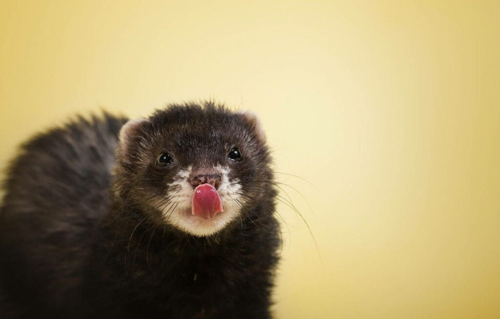 Charming Black Sable Ferret Wallpaper with Playful Tongue on Yellow