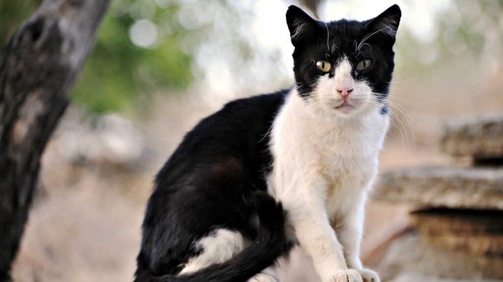 Charming Black & White Cat with Mustache Markings Outdoors Wallpaper