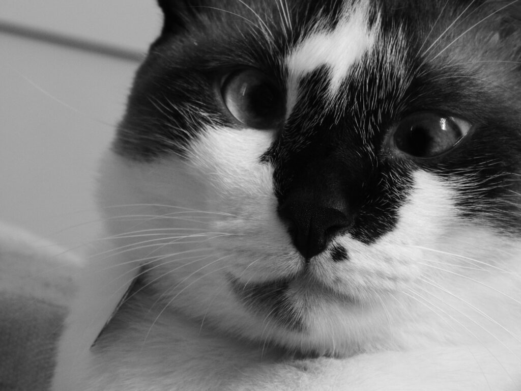 Charming Black and White Cat Wallpaper: Expressive Eyes & Facial Markings