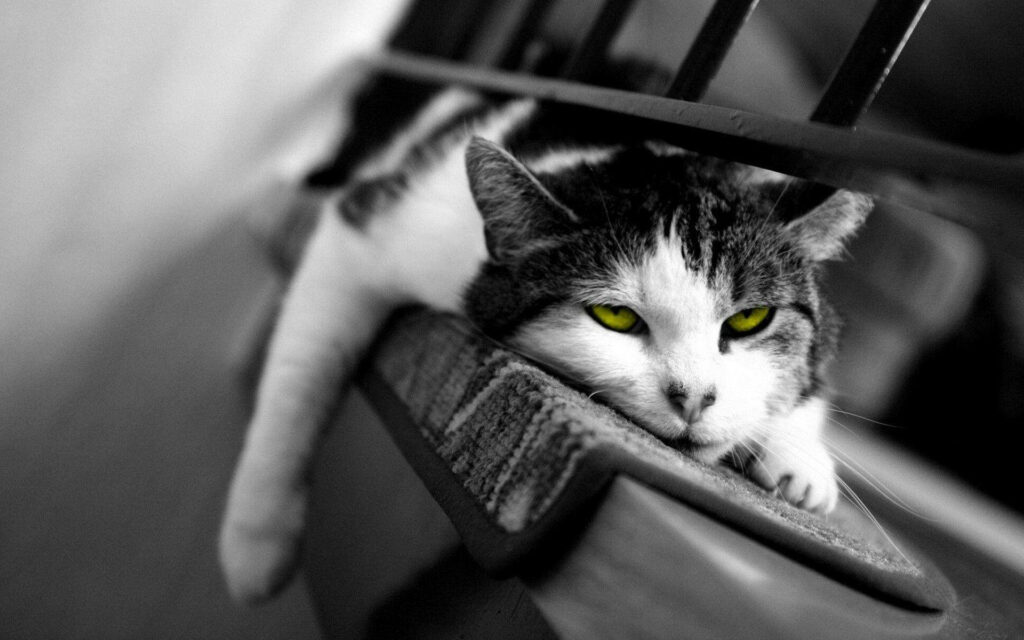 Serene Black and White Cat on Textured Rug: A Relaxing Afternoon Wallpaper
