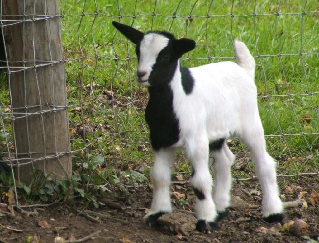 Charming Black and White Goat by Fence on Grassy Field Wallpaper
