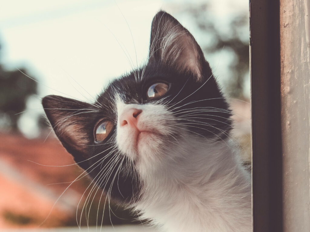 Charming Black-and-White Kitten Wallpaper: Cozy Window Scene
