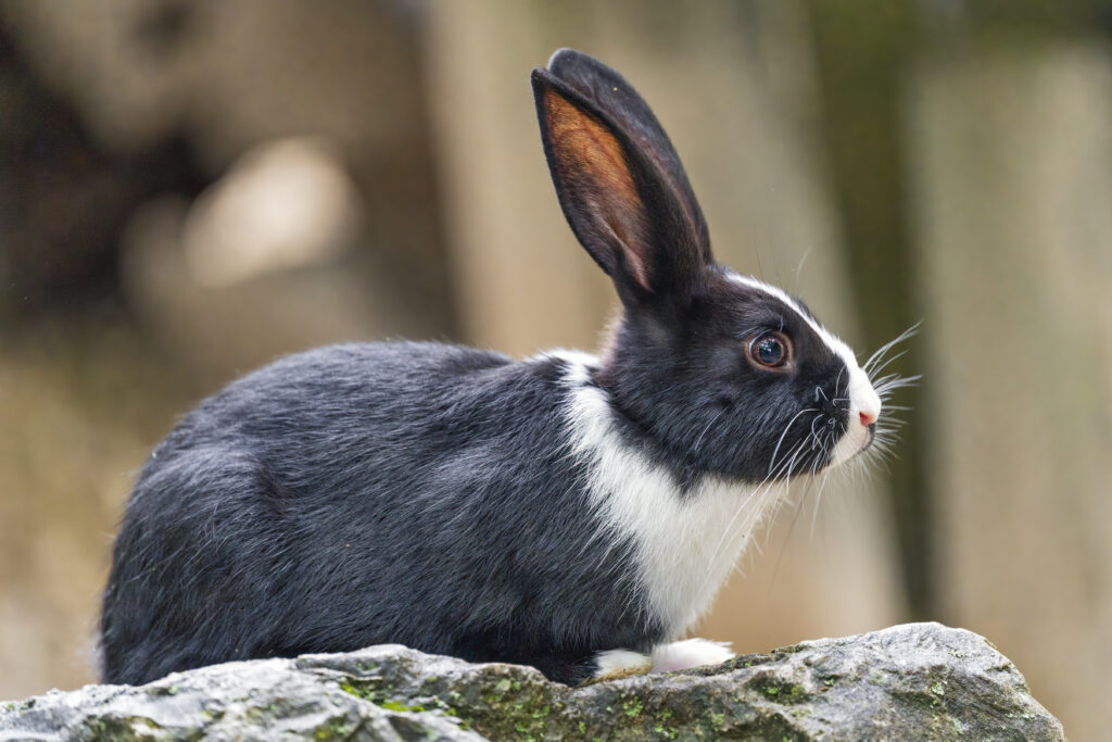 Charming Black and White Rabbit Wallpaper with Natural Background