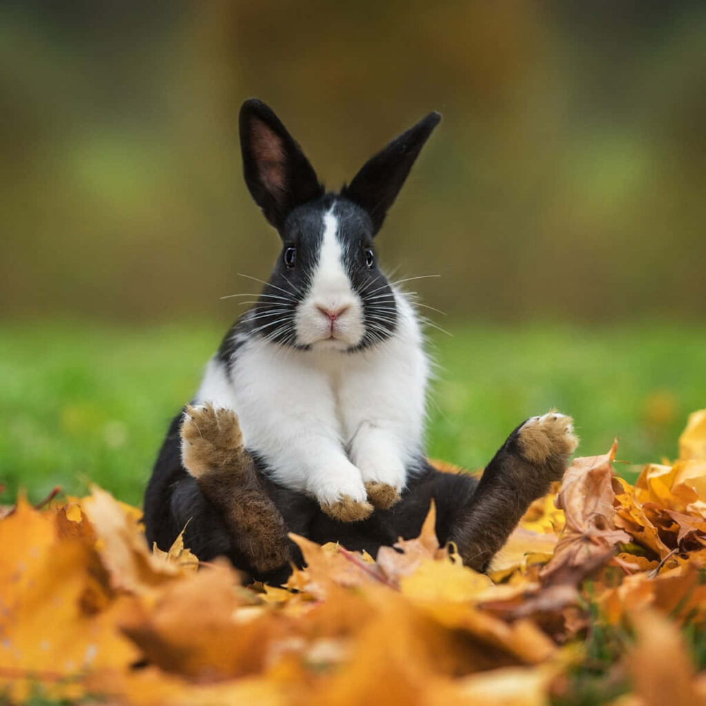Playful Black-and-White Rabbit Among Vibrant Autumn Leaves Wallpaper