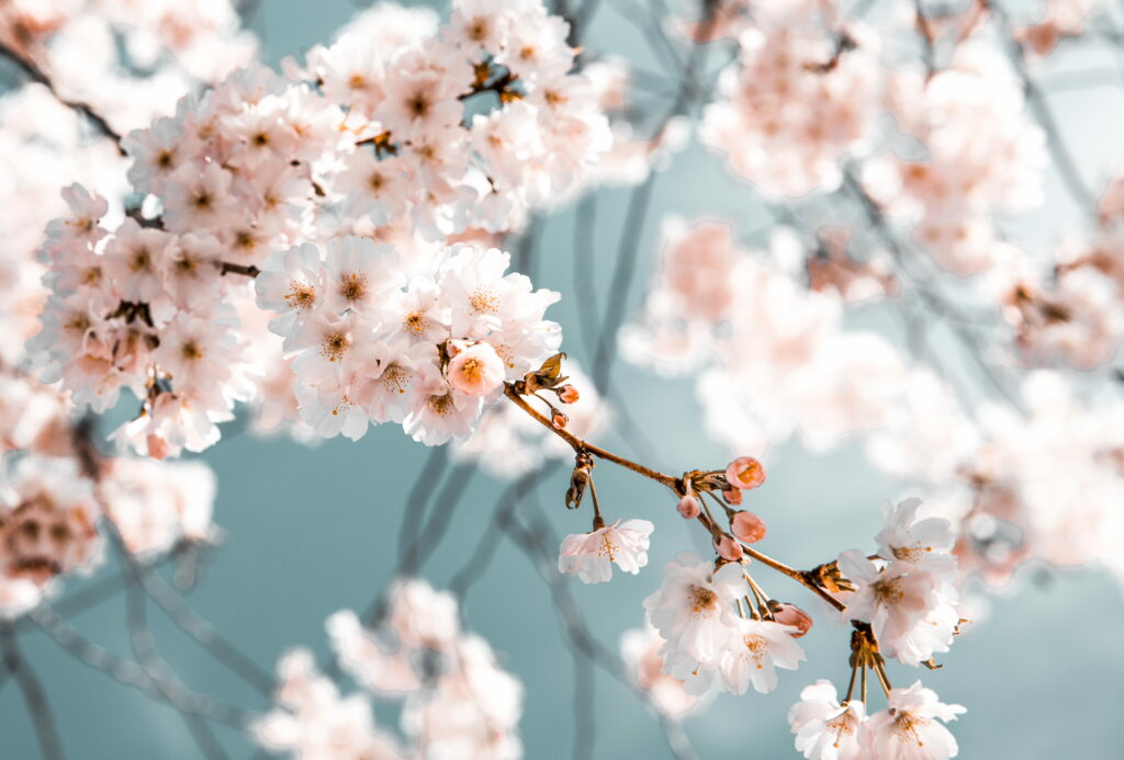 Delicate white cherry blossoms on branch with soft blue background and dreamy bokeh effect wallpaper