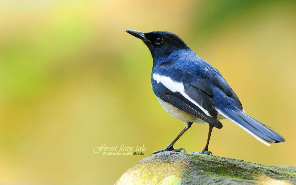 Cute Blue Bird on Rock - Serene Adventure Wallpaper Background