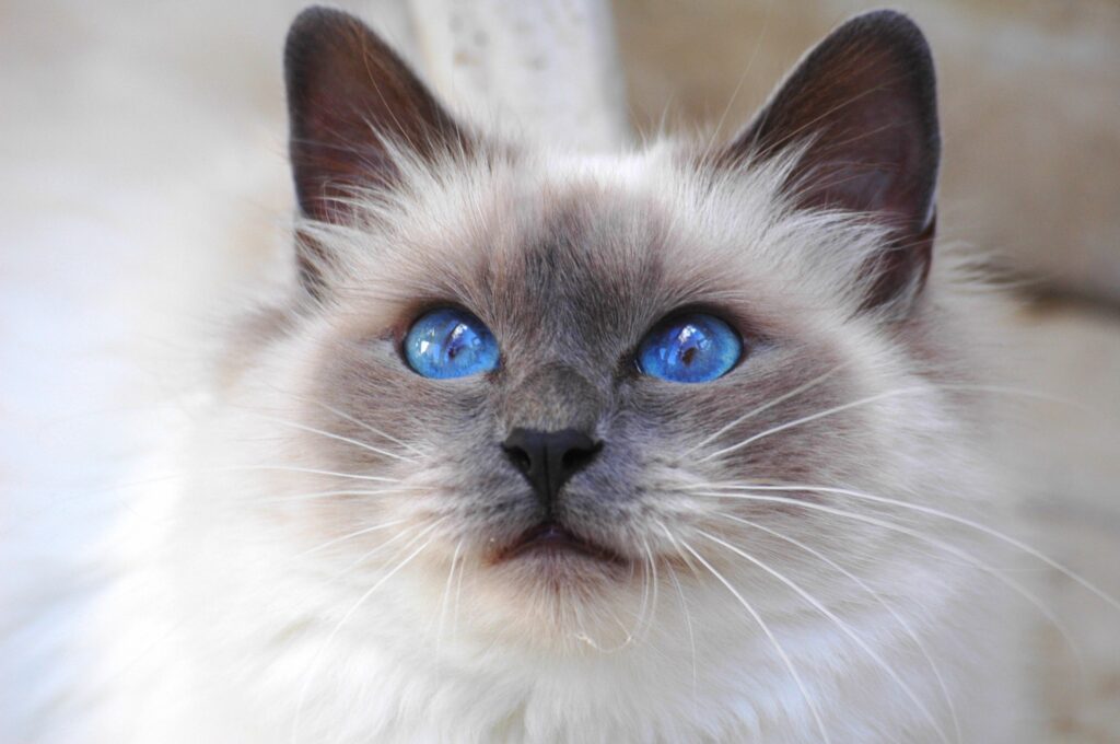 Charming Furry Cat with Blue Eyes - Perfect Wallpaper for Cat Lovers