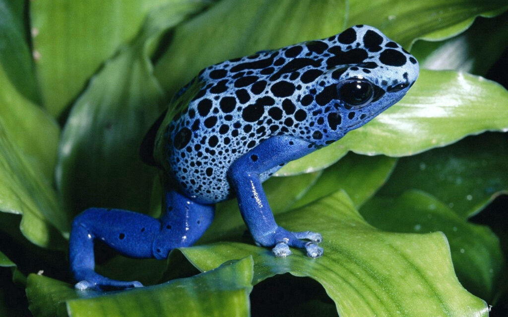 Artistic Amphibian: Mesmerizing Blue Frog on Lush Green Leaves Wallpaper