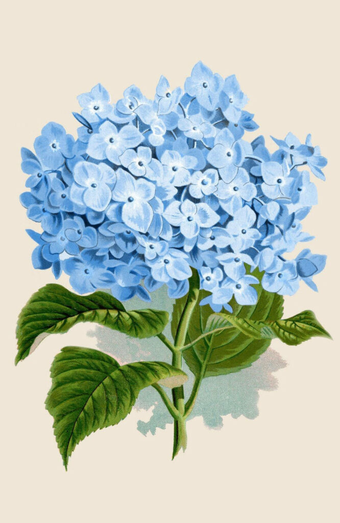 Vibrant Blue Hydrangeas Wallpaper: Bright & Charming Background Design