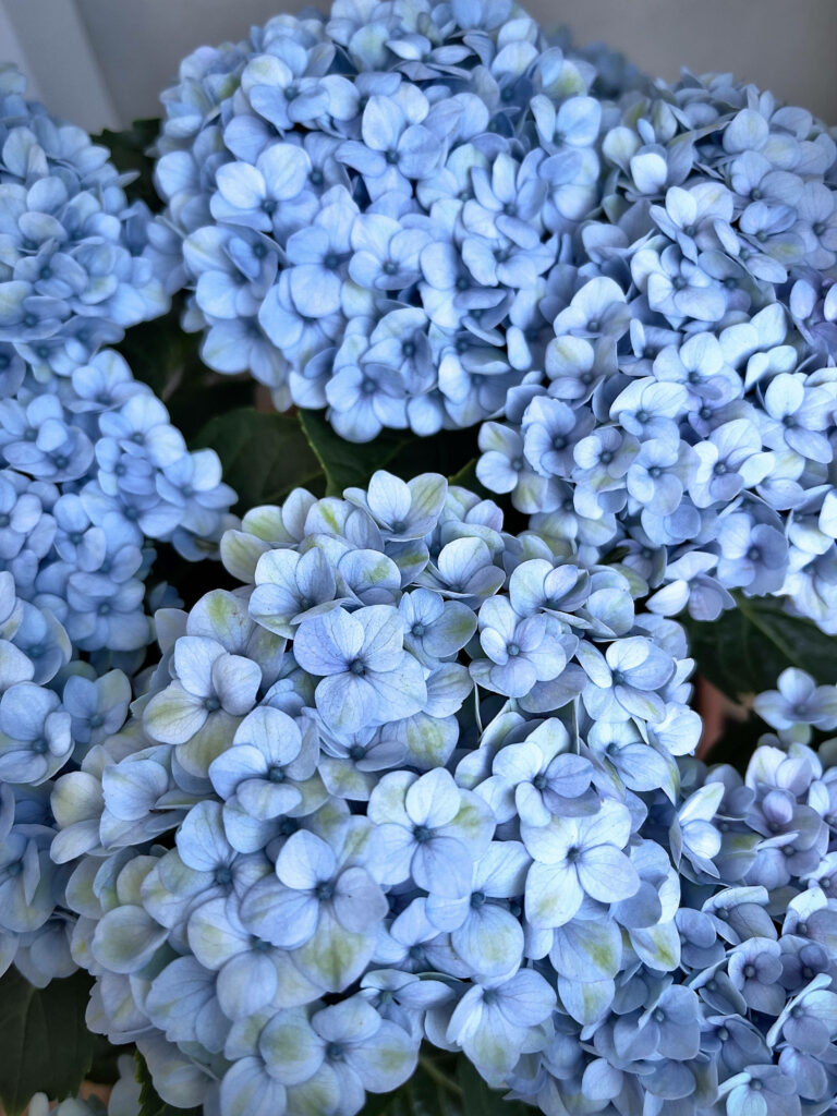 Serene Blue Hydrangea Wallpaper: Delicate Floral Background Design