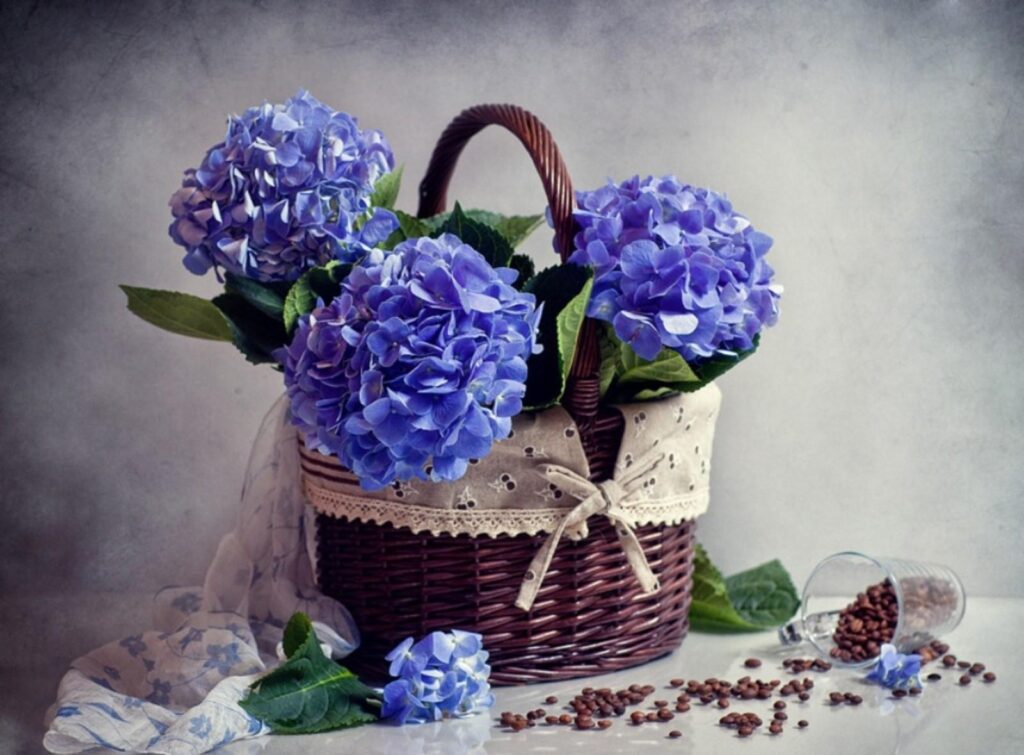 Charming Blue Hydrangeas in Wicker Basket - Elegant Floral Background Wallpaper