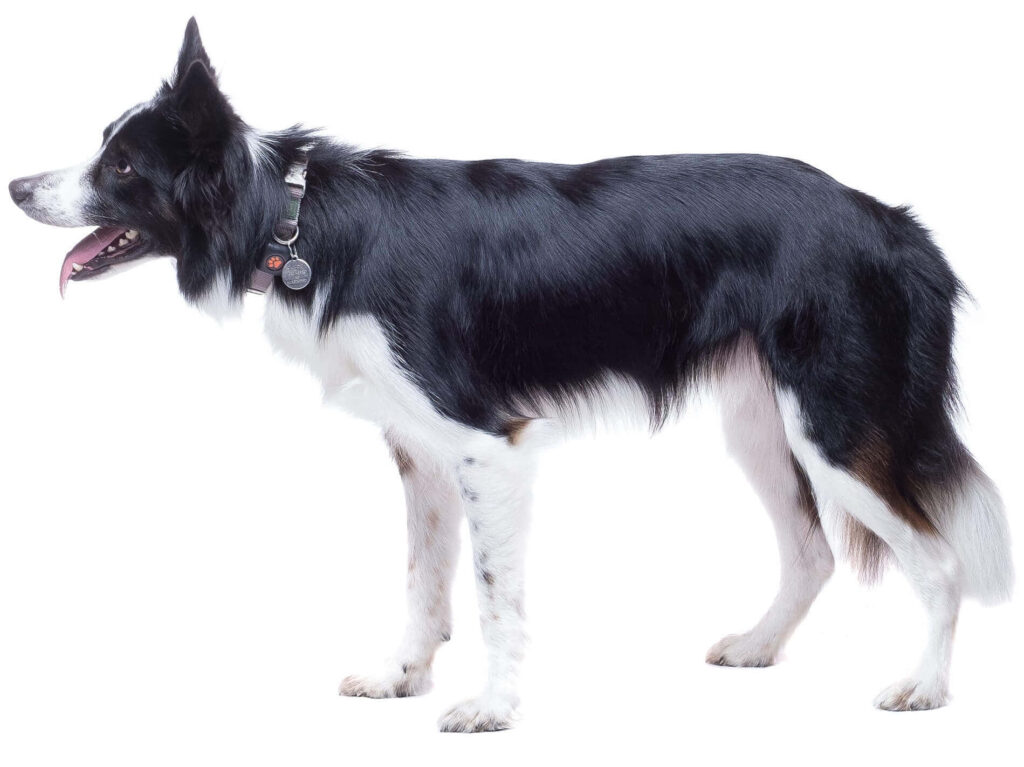 Charming Border Collie Wallpaper: Heartwarming Black & White Background