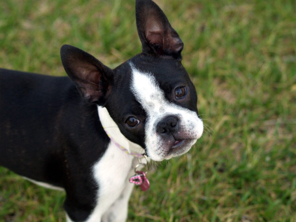 Charming Boston Terrier Puppy Wallpaper: Surprised Expression in Grass