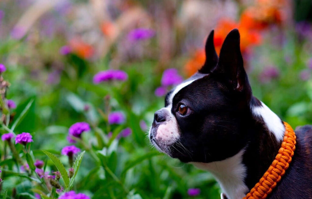 Curious Boston Terrier Sniffing Colorful Flowers in Lush Garden Wallpaper