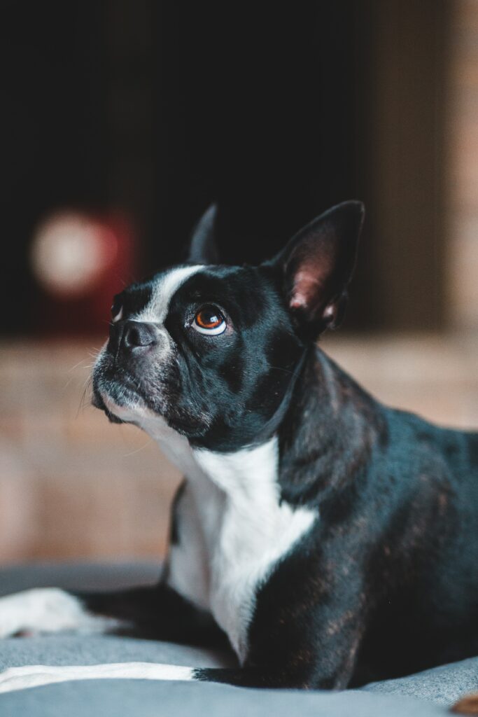 Charming Boston Terrier Wallpaper: Curious Pup in High Resolution