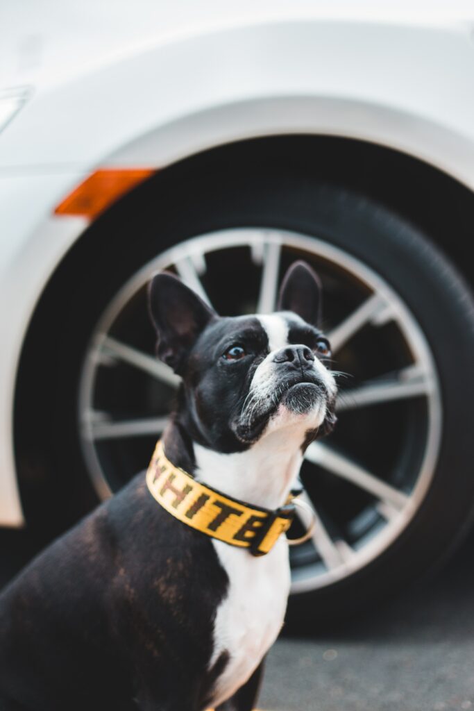Charming Boston Terrier with Yellow Collar by Car Wheel Wallpaper