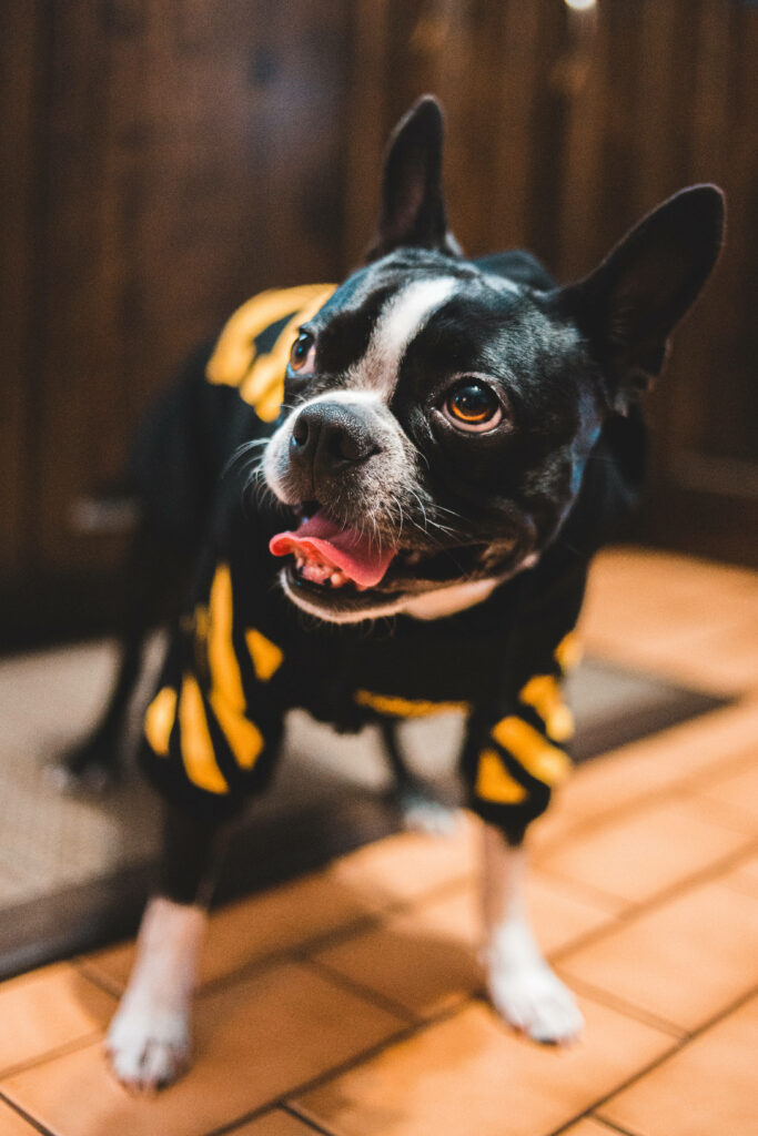 Charming Boston Terrier in Yellow Shirt: Adorable Wallpaper Background