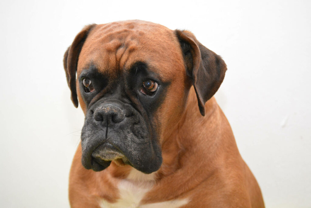 Charming Boxer Dog Wallpaper: Warmth & Companionship on Neutral Background