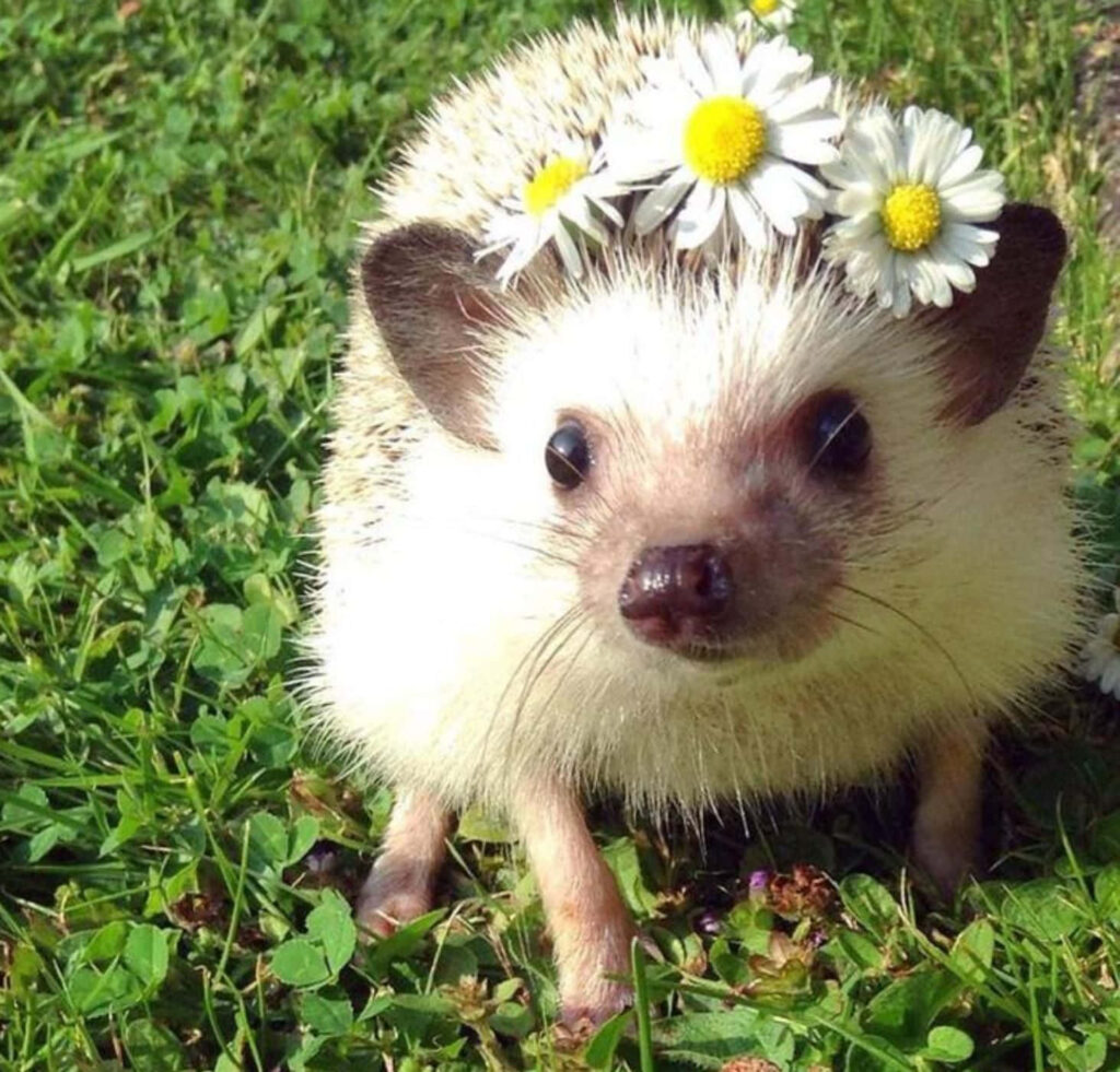 Adorable Brandt's Hedgehog with Daisy Crown on Lush Green Background Wallpaper