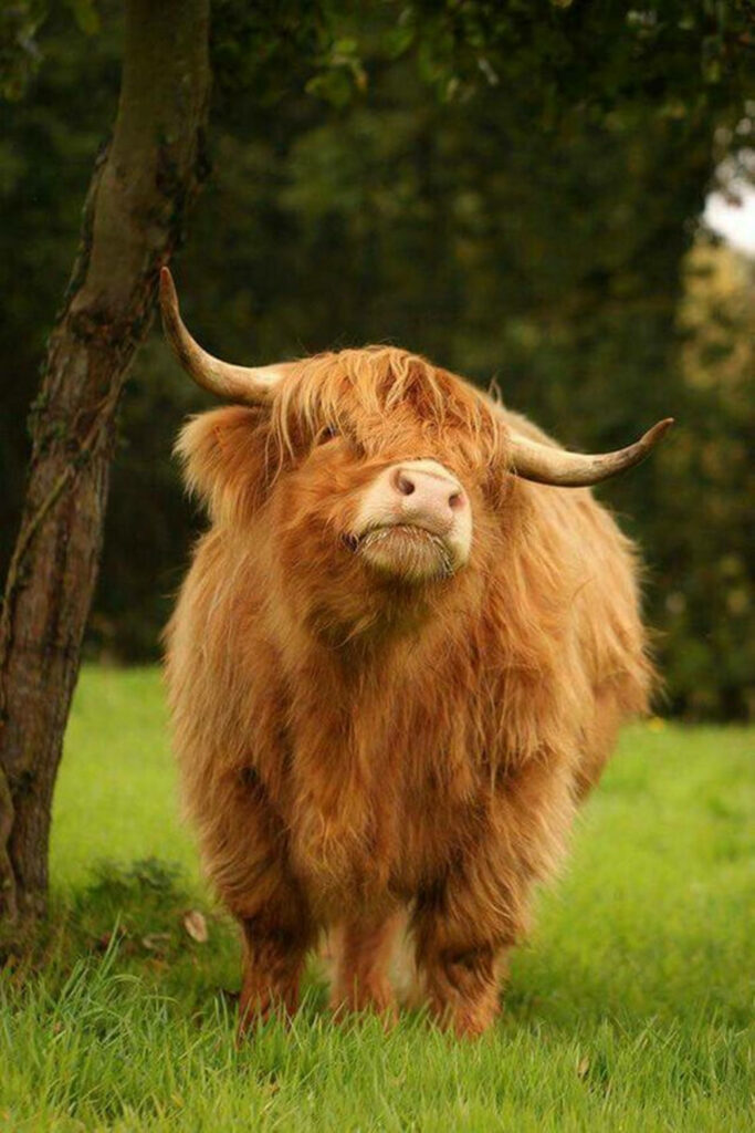 Adorable Brown Baby Yak in Lush Green Nature Background Wallpaper