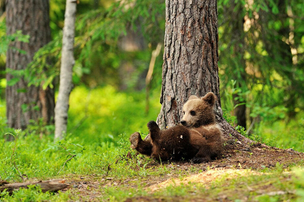 Cute Brown Bear Cub Relaxing at Tree Trunk in Lush Forest Background Wallpaper