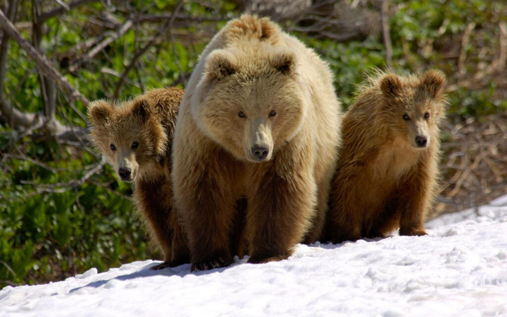 Heartwarming Family of Brown Bears in Snowy Spring Landscape Wallpaper