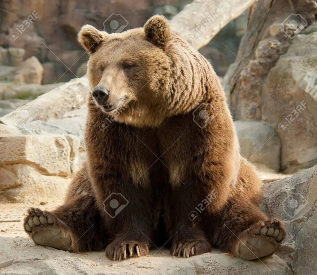 Charming Brown Bear Relaxing on Rocks - Humorous Desktop Wallpaper