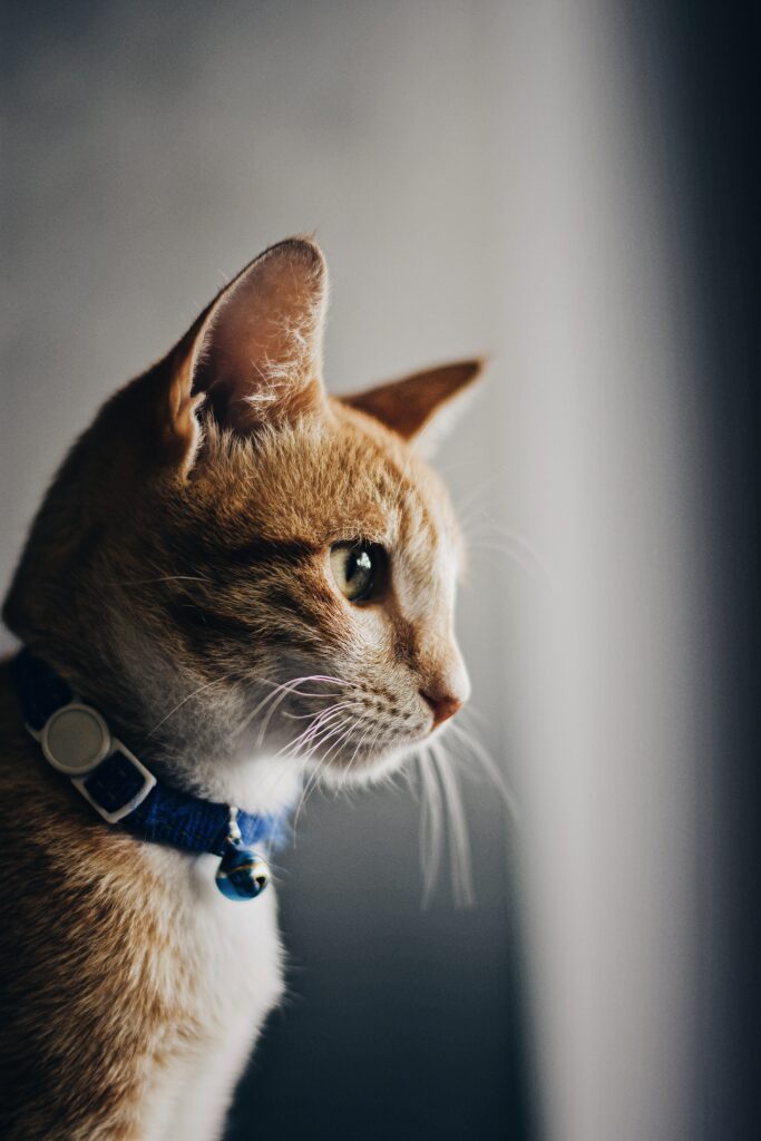 Charming Brown Cat Portrait Wallpaper for Pet Lovers