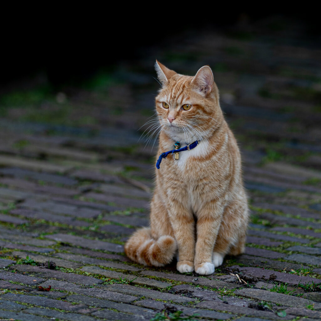 Charming Brown Cat with Blue Collar on Cobblestone Path Wallpaper