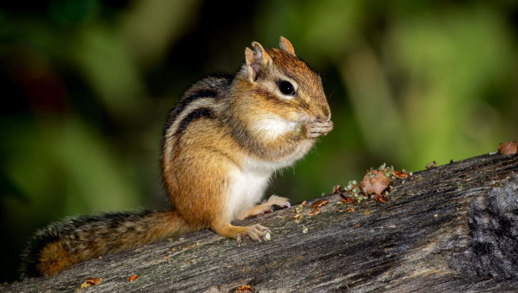 Charming Brown Chipmunk on Log in Lush Green Foliage Wallpaper