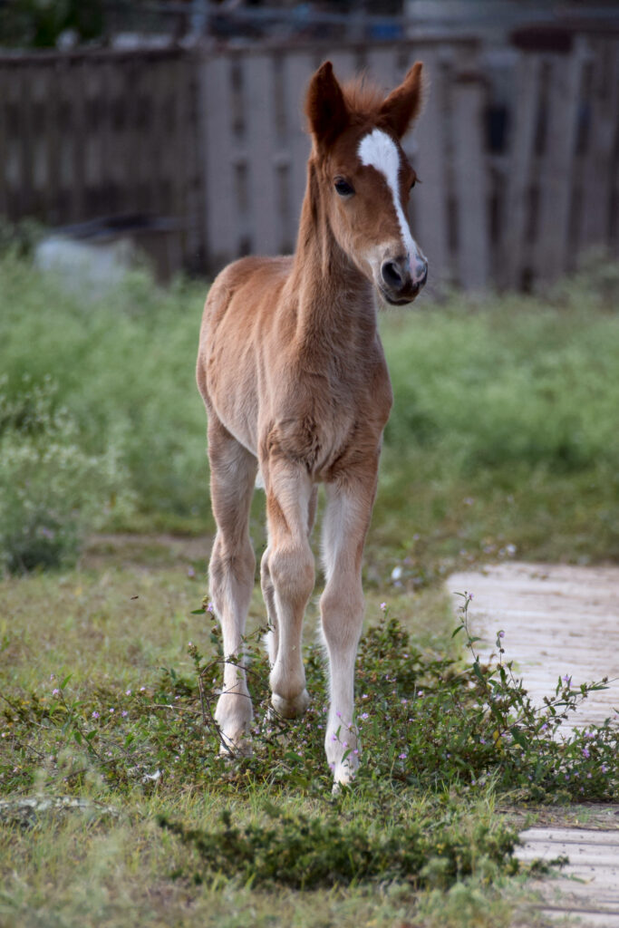 Charming Brown Foal Trotting in Lush Green Field - Wallpaper