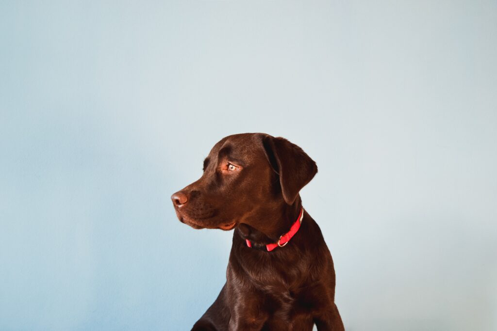 Charming Brown Labrador on Soft Blue Background - Pet Lovers Delight Wallpaper