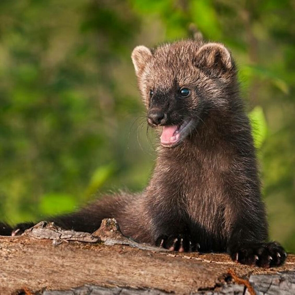 Charming Brown Mink on Log - Adorable Nature Wallpaper Background