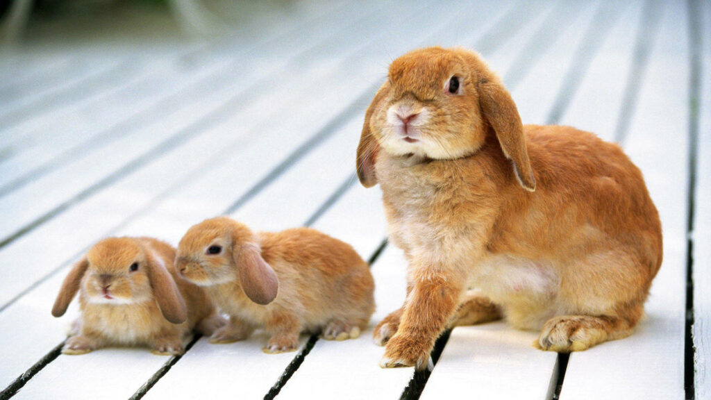 Charming Brown Rabbit with Baby Bunnies Wallpaper for Animal Lovers