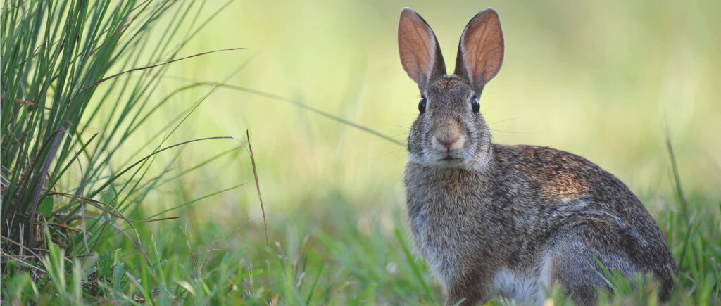 Charming Brown Rabbit Wallpaper: Serene Nature Scene in Green Grass