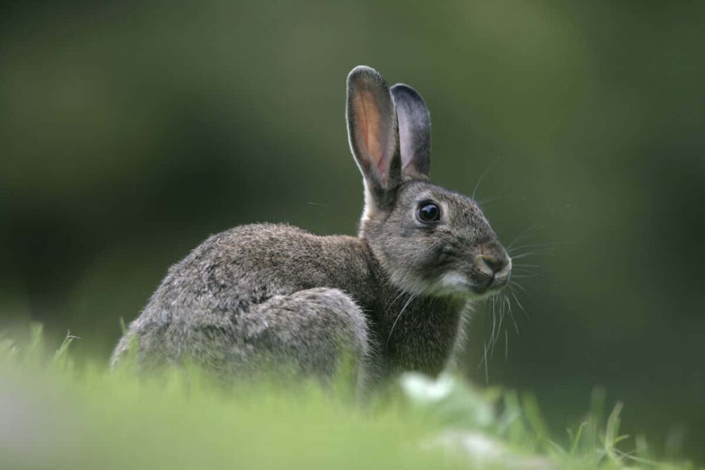 Charming Brown Rabbit on Lush Grass - Serene Wallpaper Background