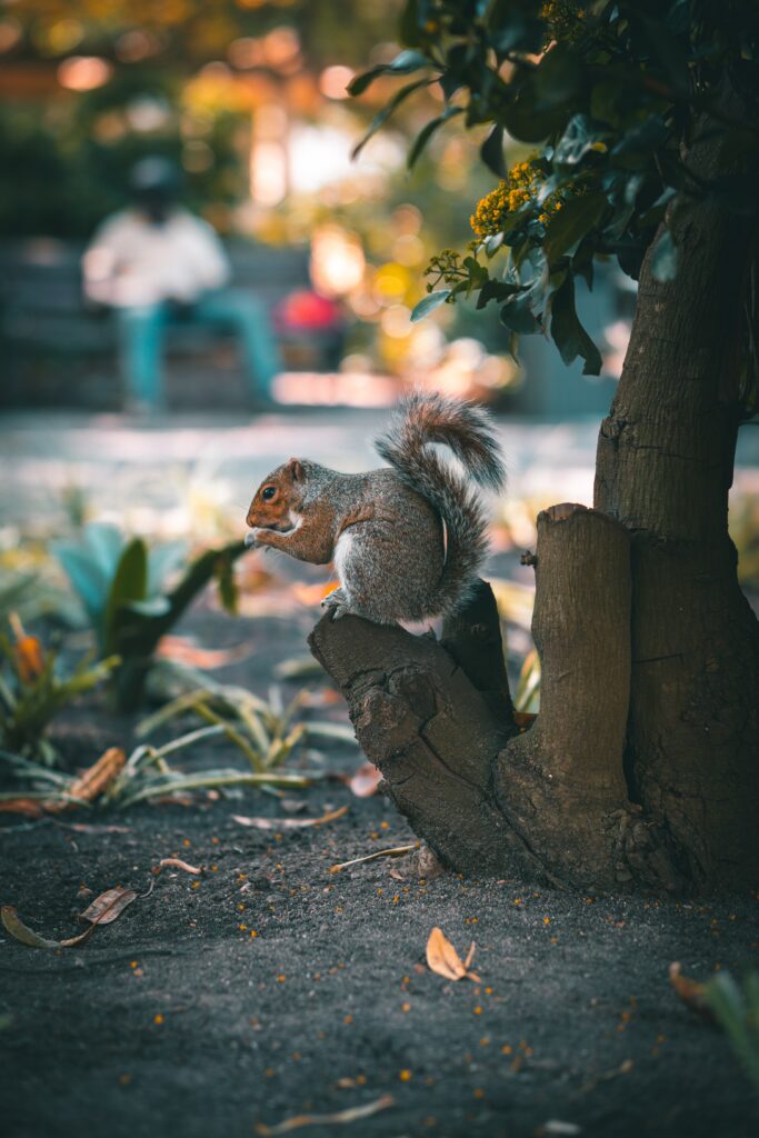 Charming Brown Squirrel on Tree Trunk - Nature Background Wallpaper