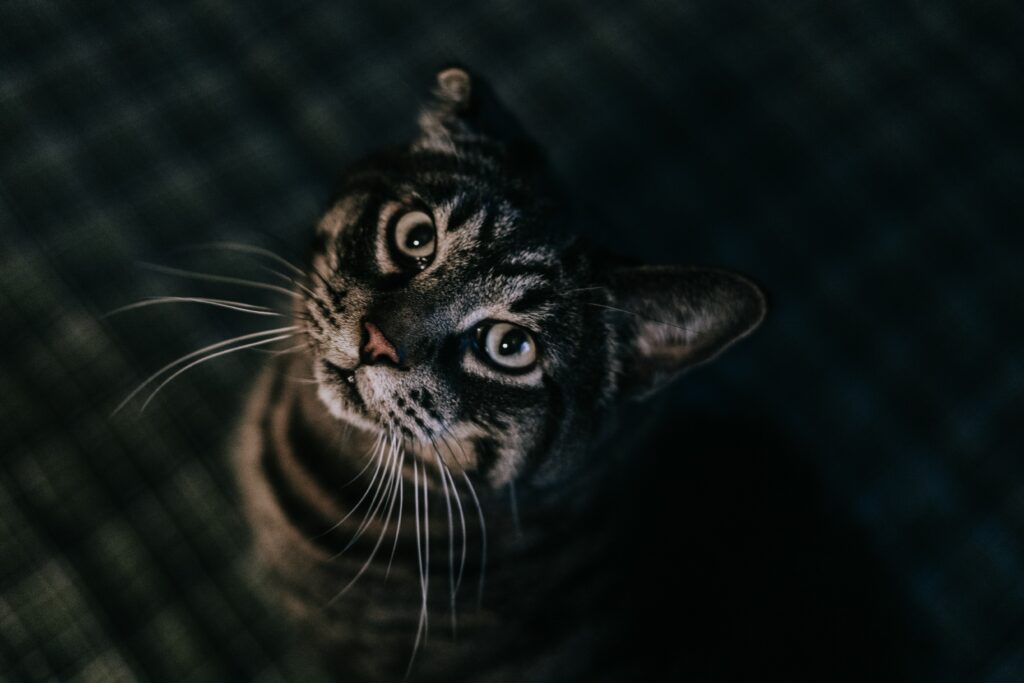 Charming Close-Up of a Brown Tabby Cat - Perfect Wallpaper for Cat Lovers