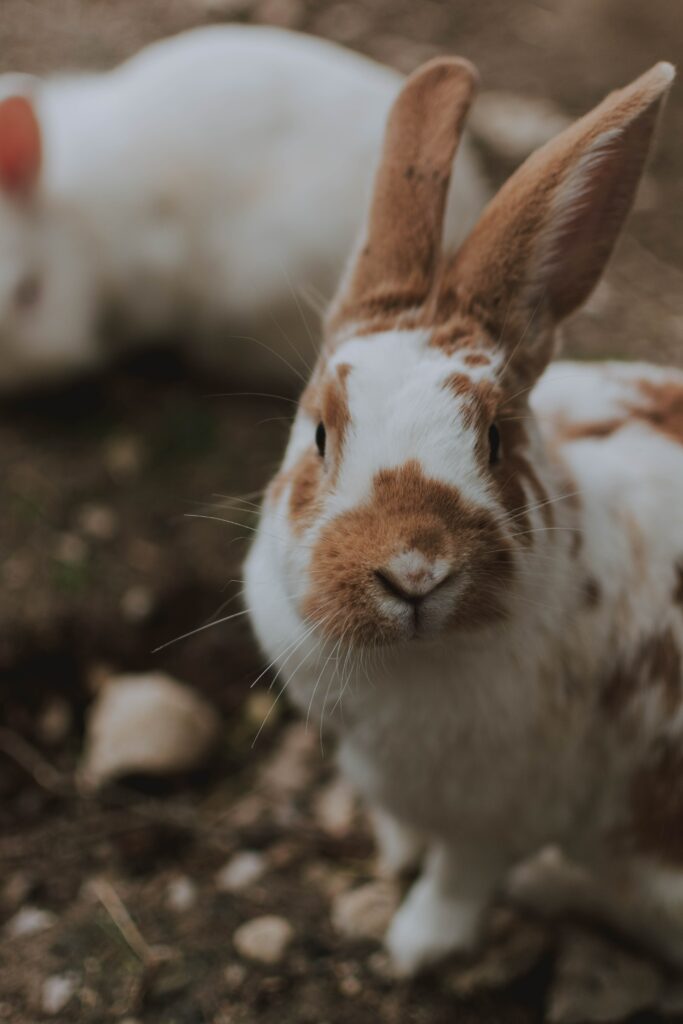 Charming Close-Up of Fluffy Brown & White Rabbit Wallpaper 4000x6000