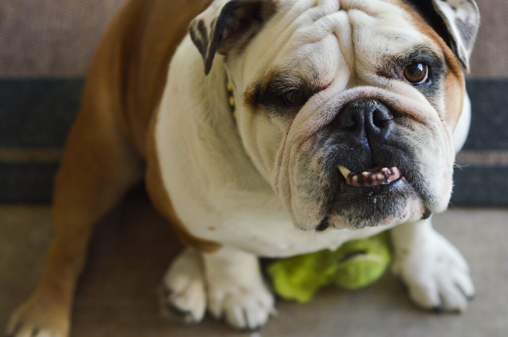 Charming Bulldog Close-Up Wallpaper: High-Res 6016x4000 Background