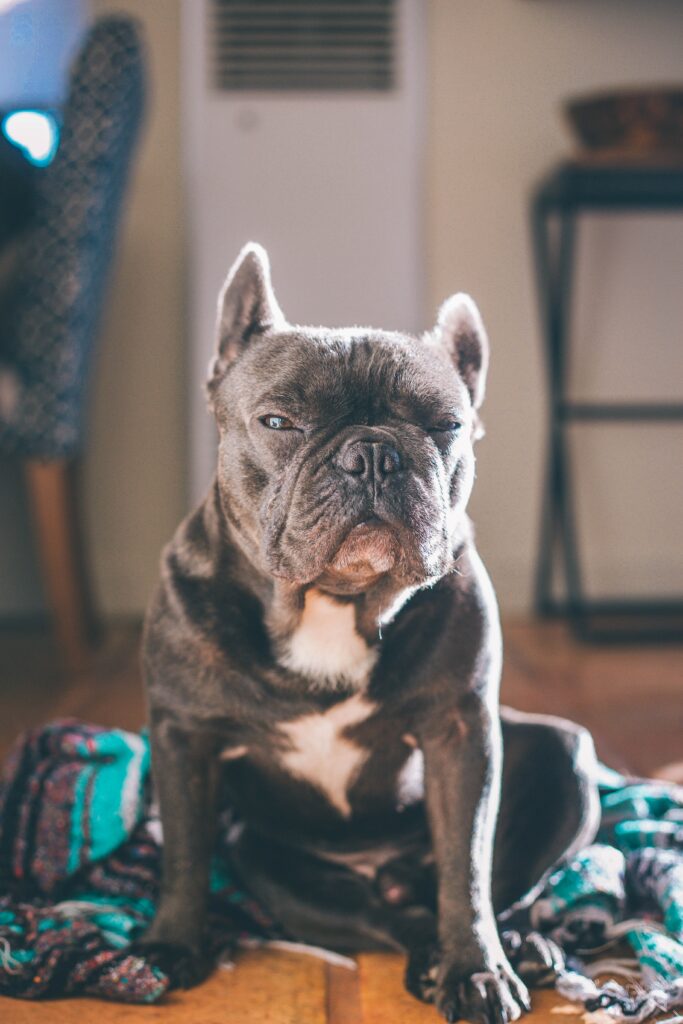 Charming Bulldog Close-Up Wallpaper: Indoor, Muzzle & Squinting Eyes