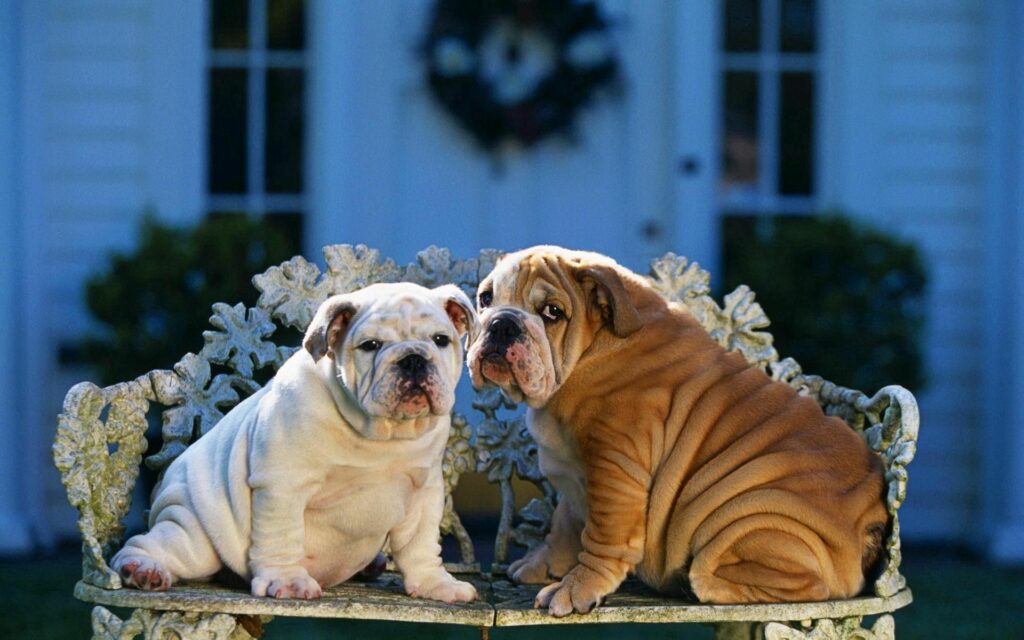Adorable Bulldog Puppies on a Charming Bench in Tranquil Setting Wallpaper