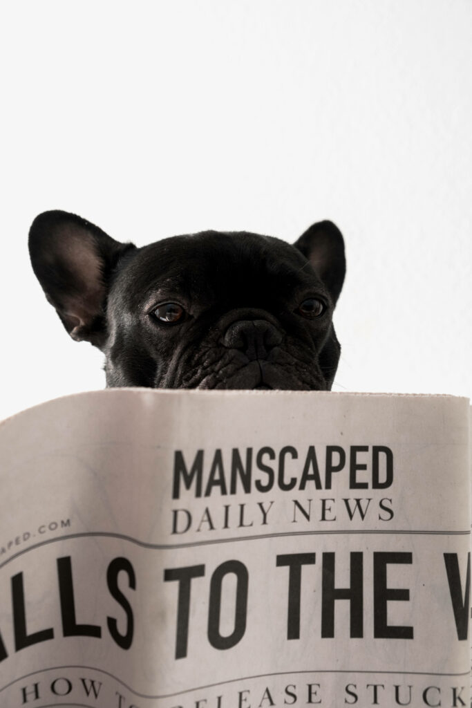 Charming Black Bulldog Wallpaper: Playful Daily Reader Background