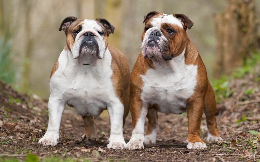 Charming Bulldogs on Leafy Path - Nature Wallpaper 1920x1200