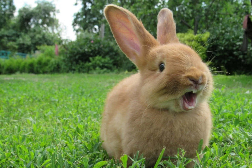 Serene Bunny Rabbit in Wildflower Field - Nature Wallpaper Background