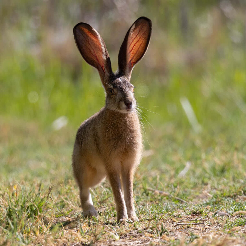 Charming Bunny in Lush Field - Adorable Wallpaper Background