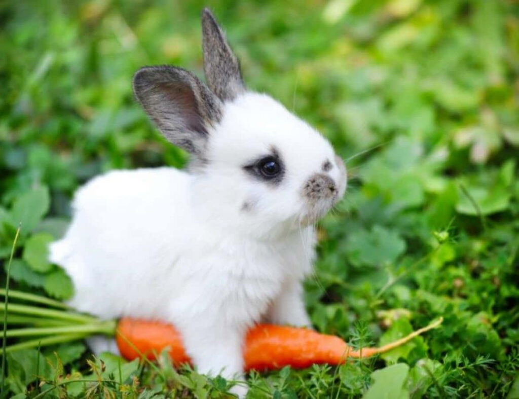Charming Bunny Wallpaper: Adorable White Bunny in Green Grass