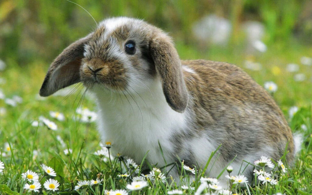 Charming Grey and White Bunny Wallpaper in Green Grass and Daisies