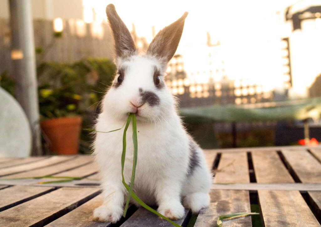 Charming Bunny Wallpaper: Playful Adventure with Fresh Grass Snack