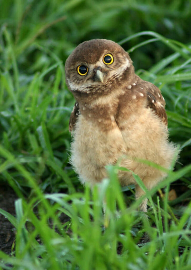 Charming Burrowing Owl in Lush Green Grass - Serene Wallpaper